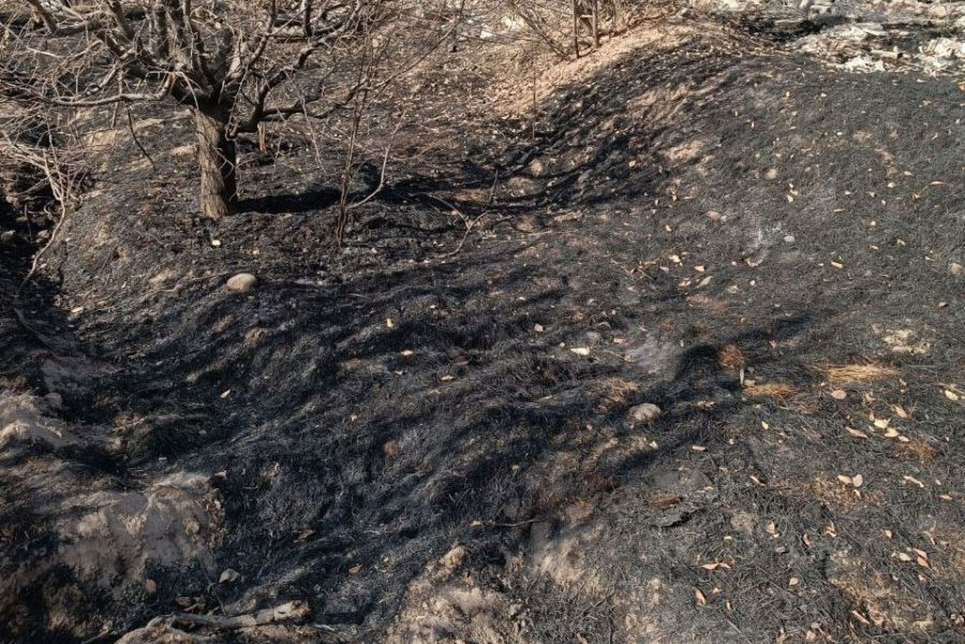 Пискентда салкам 16 минг туп олхўри дарахти ёниб кетди