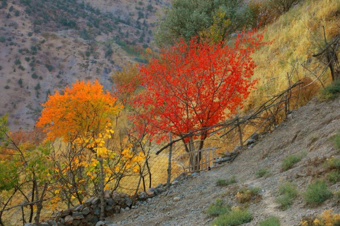 19 ноябрь учун об-ҳаво прогнози эълон қилинди
