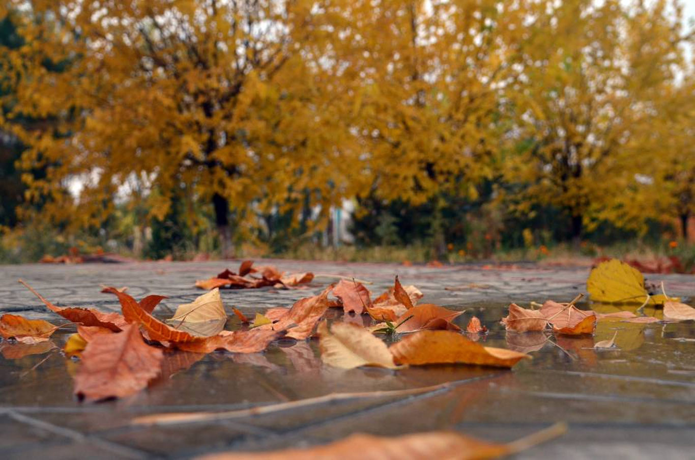 2 декабрь учун об-ҳаво прогнози эълон қилинди