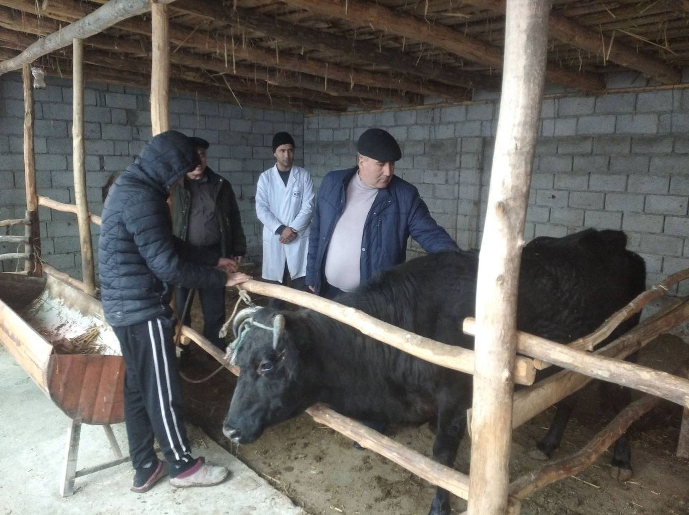 Фарғонада қорамоллар орасида касаллик тарқалгани айтилди