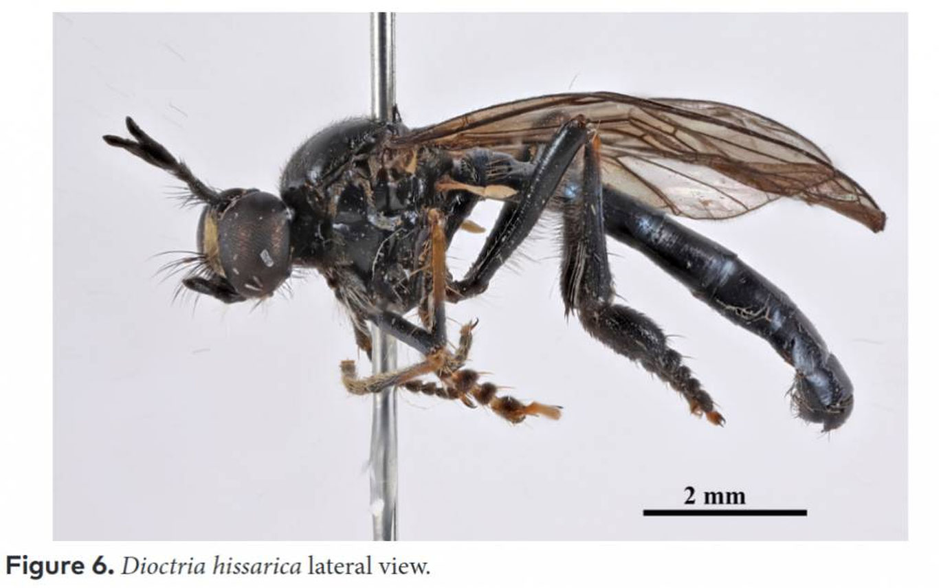 Ўзбекистонда фанга номаълум ҳашаротлар топилди