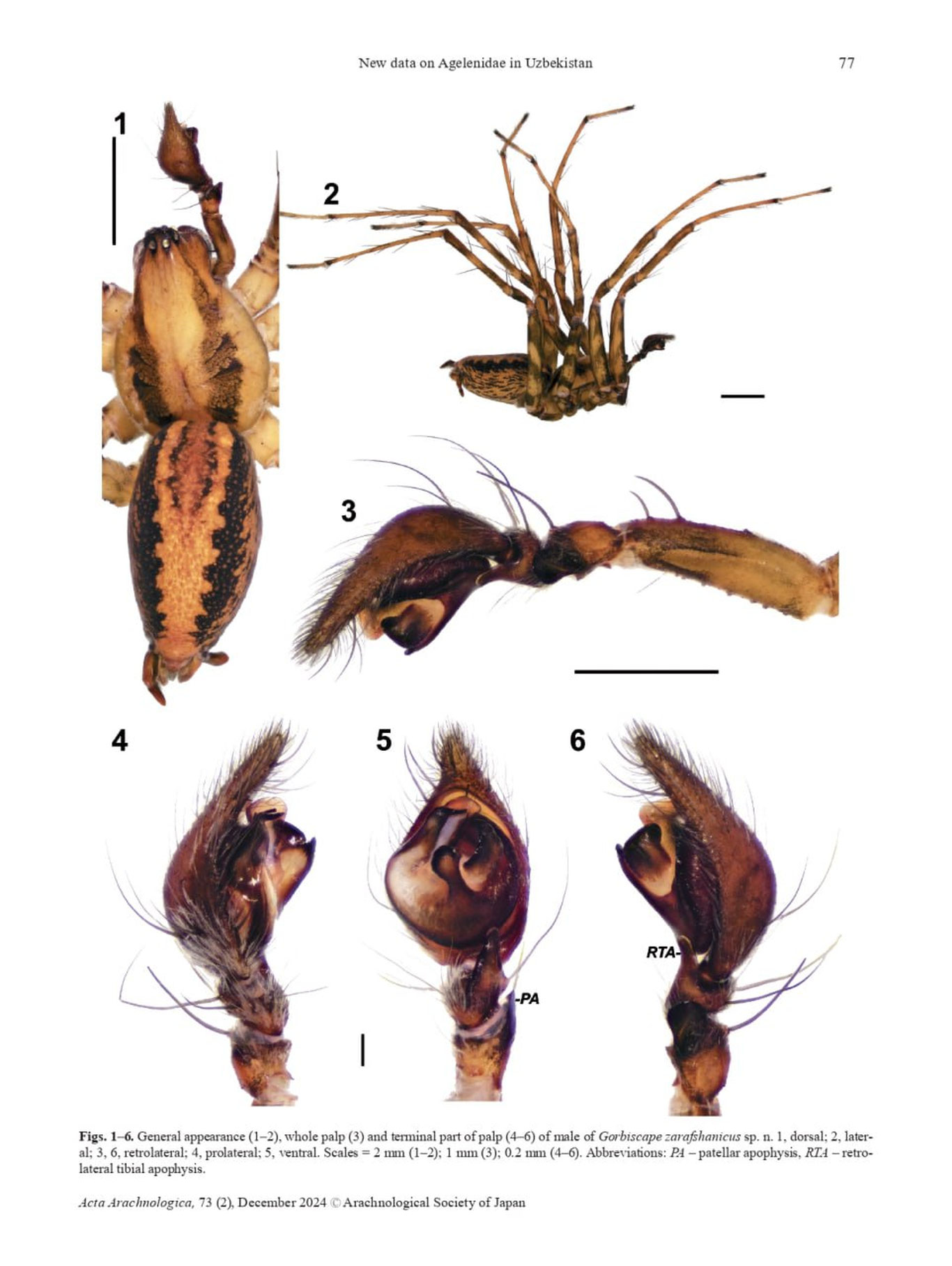 Самарқандда ўргимчакларнинг янги тури топилди