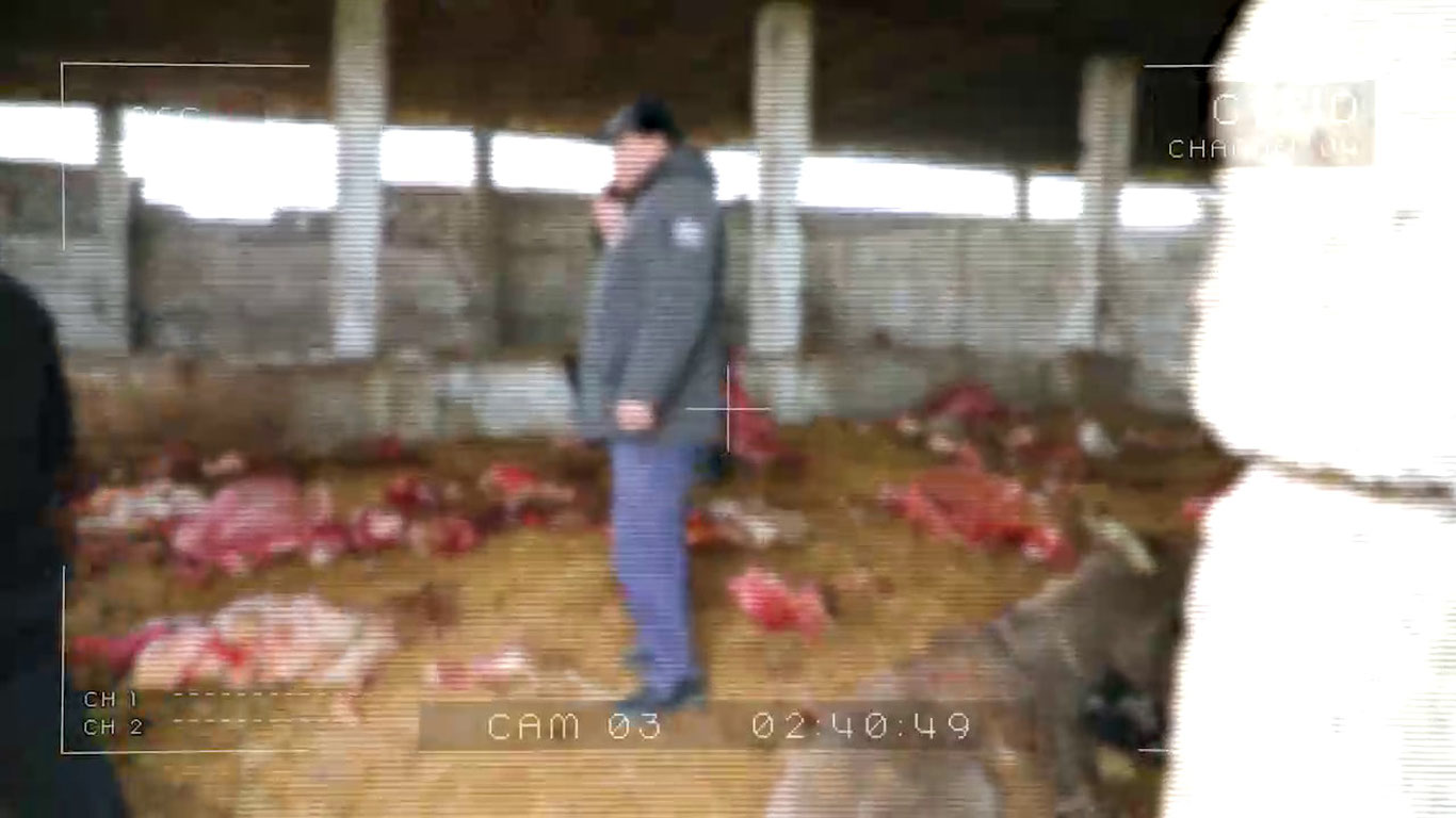 Нурафшонда эшак гўшти сотаётганлар ушлангани айтилди