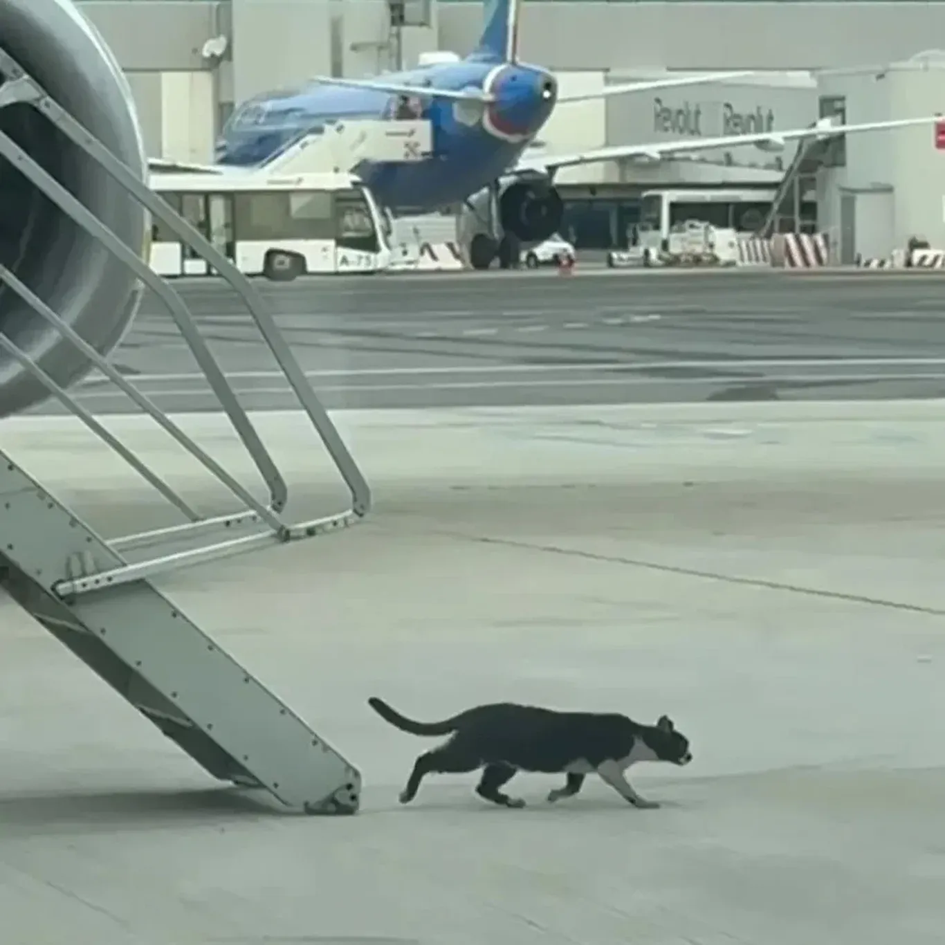 Италияда мушук сабаб самолётнинг парвози кечиктирилди