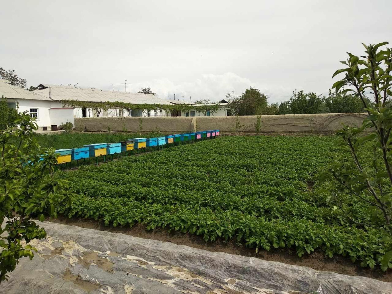 Энди томорқасига қарамаган хонадон эгалари уч карра юқори солиқ тўлайди