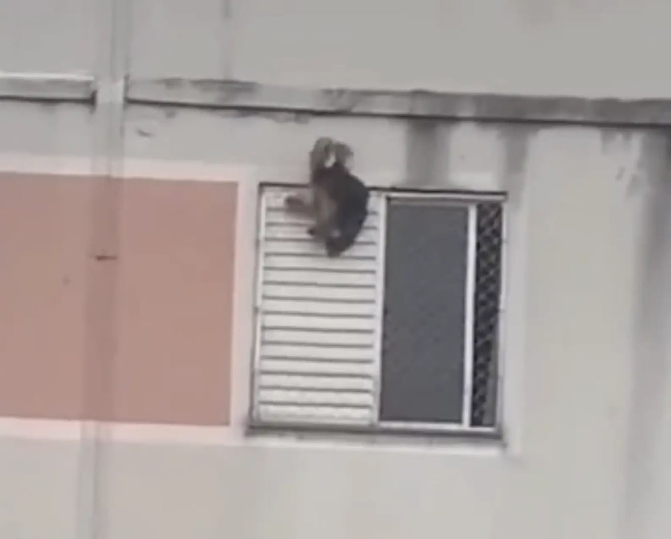 Бразилияда аёл деразадан қулаб тушаётган итни қутқариб қолди