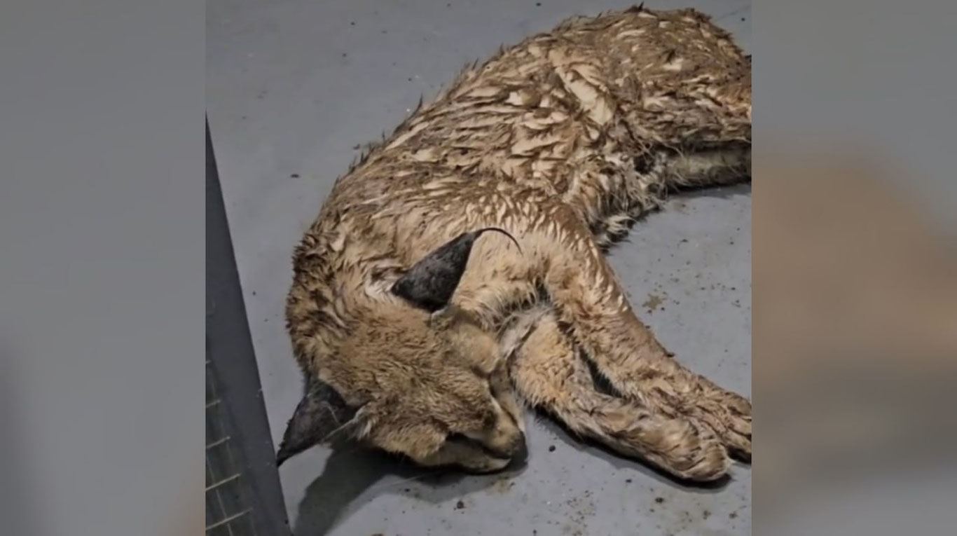 Тошкентда Қизил китобга киритилган қорақулоқ топилди