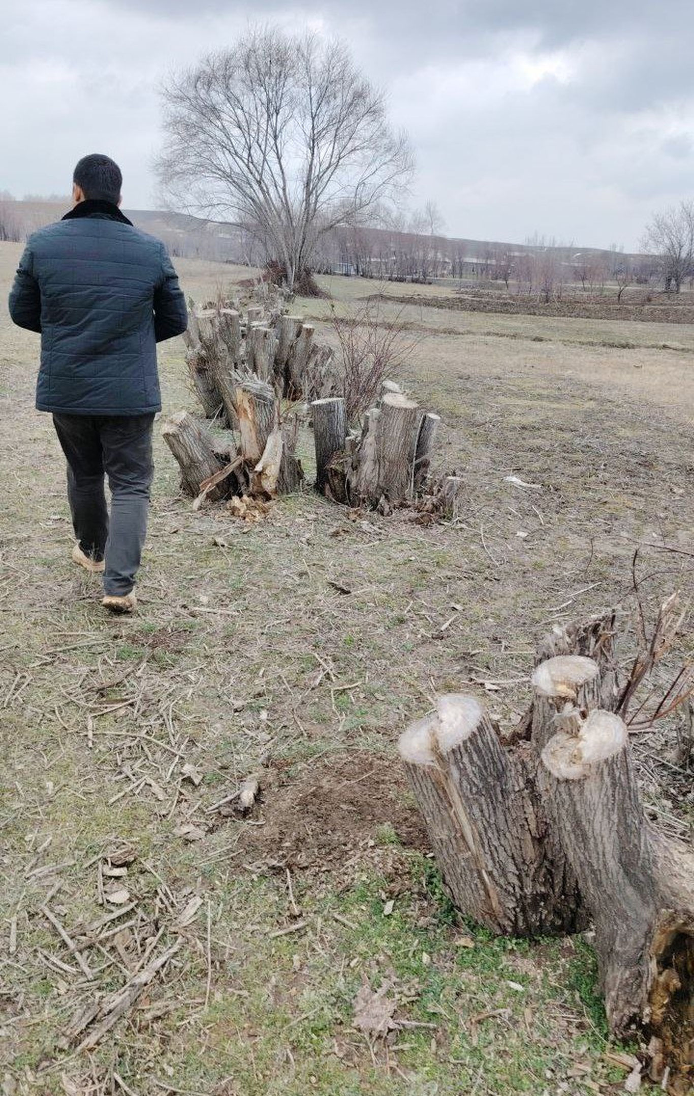 Қашқадарёда ноқонуний равишда дарахтлар кесилган