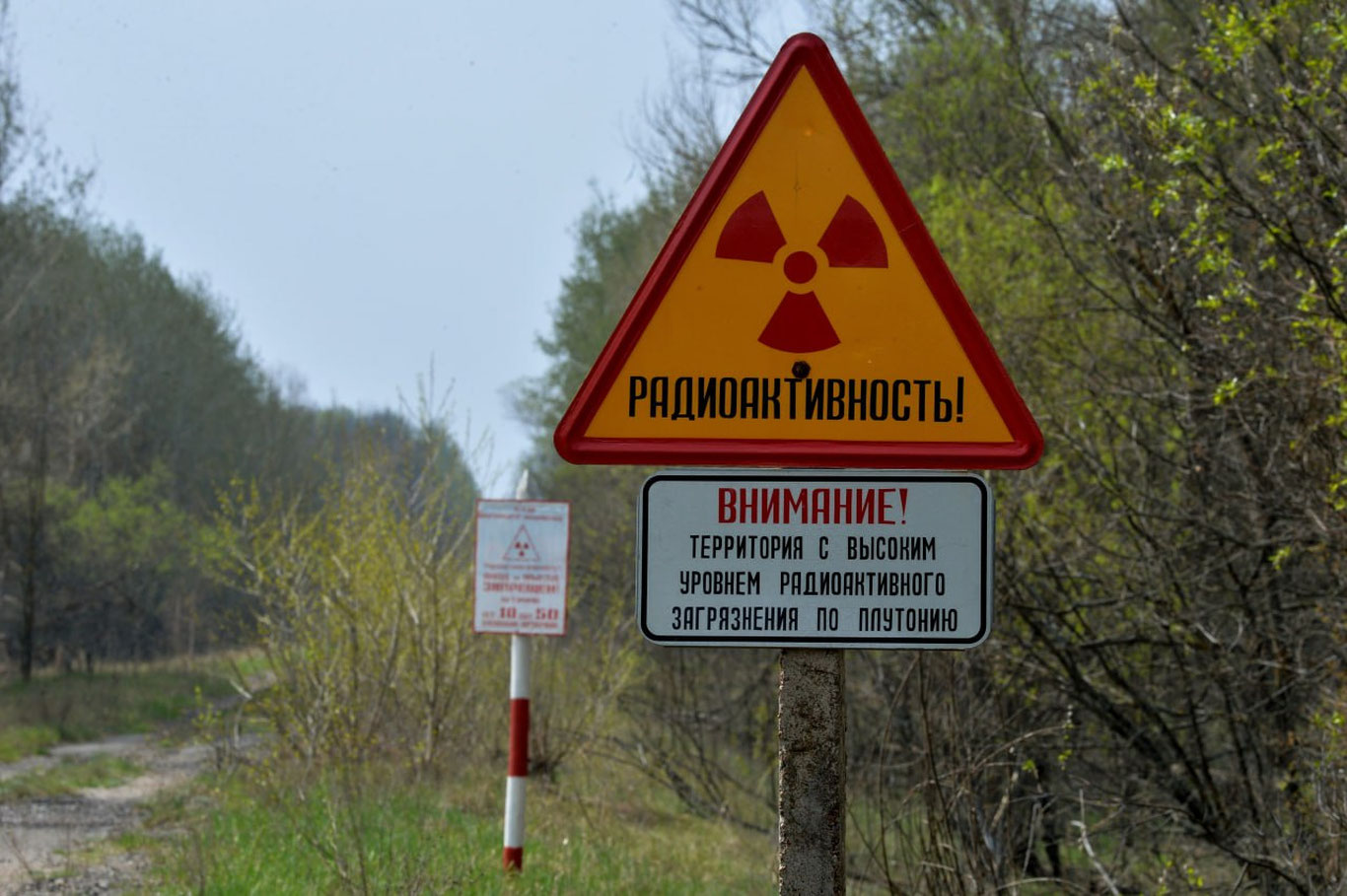 Чернобил ҳайвонларида ноёб суперқобилиятлар аниқланди
