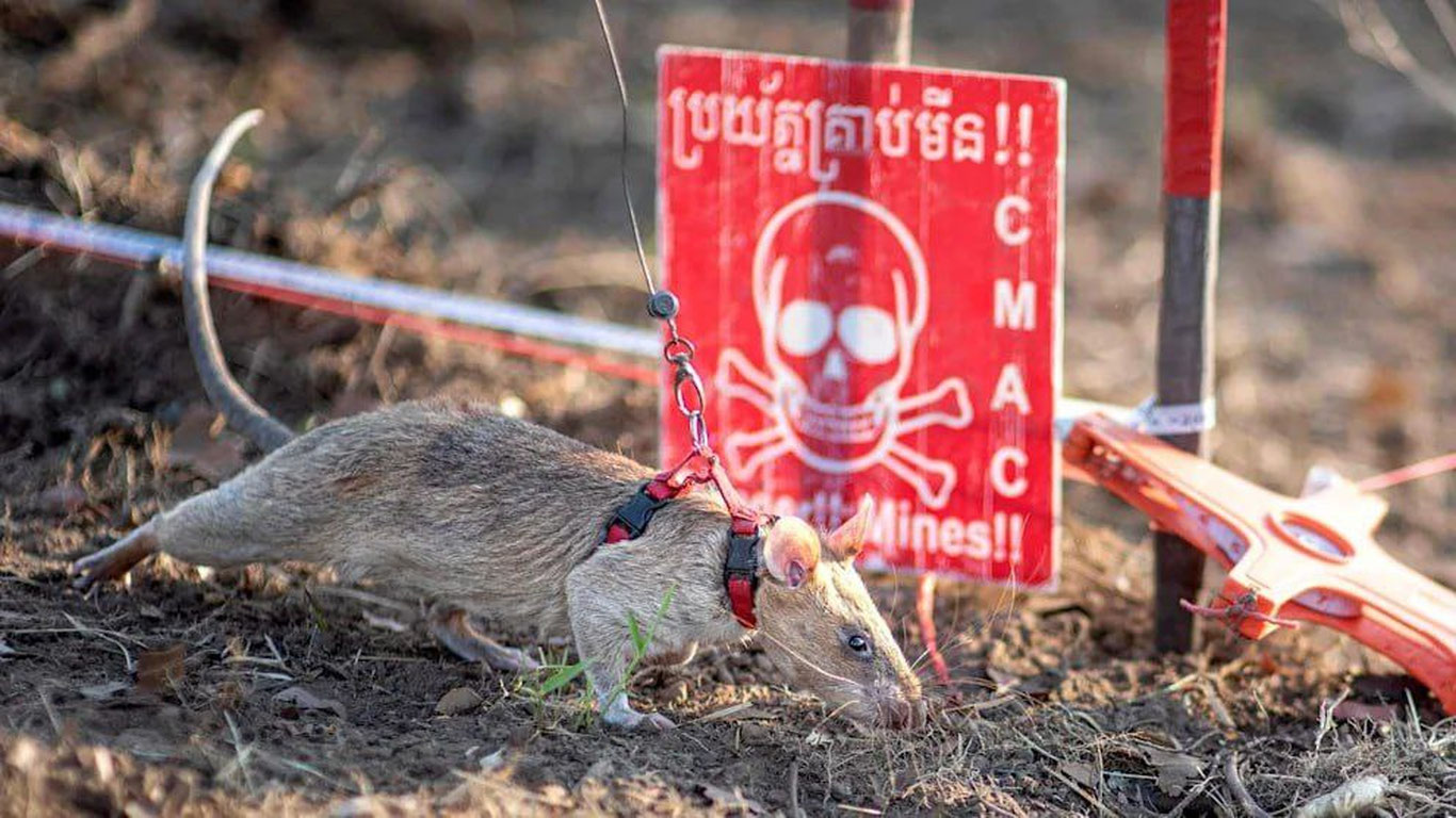 Камбоджада каламуш миналарни топиш бўйича жаҳон рекордини янгилади