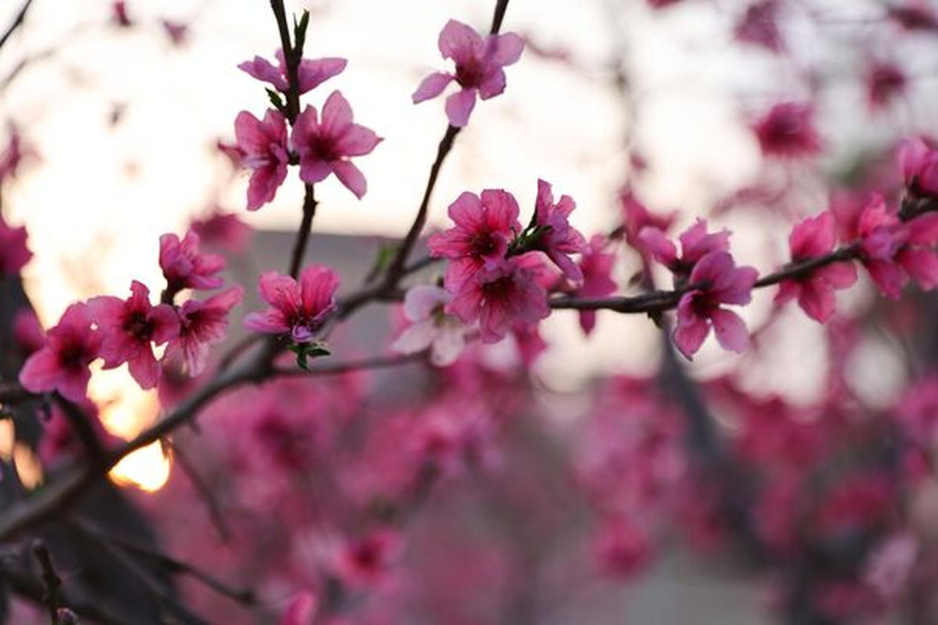 7 апрель учун об-ҳаво прогнози эълон қилинди