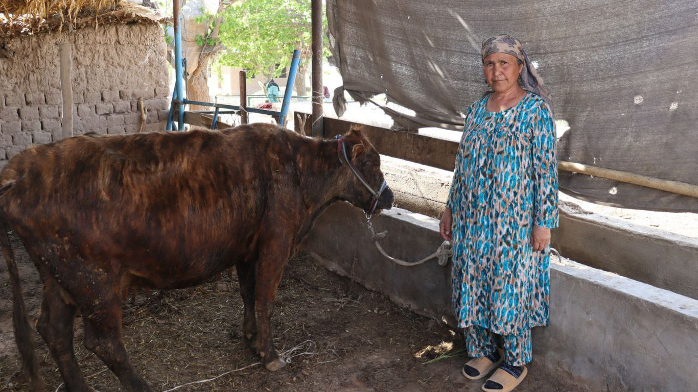 20 та камбағал оилага йирик шохли қорамол берилди