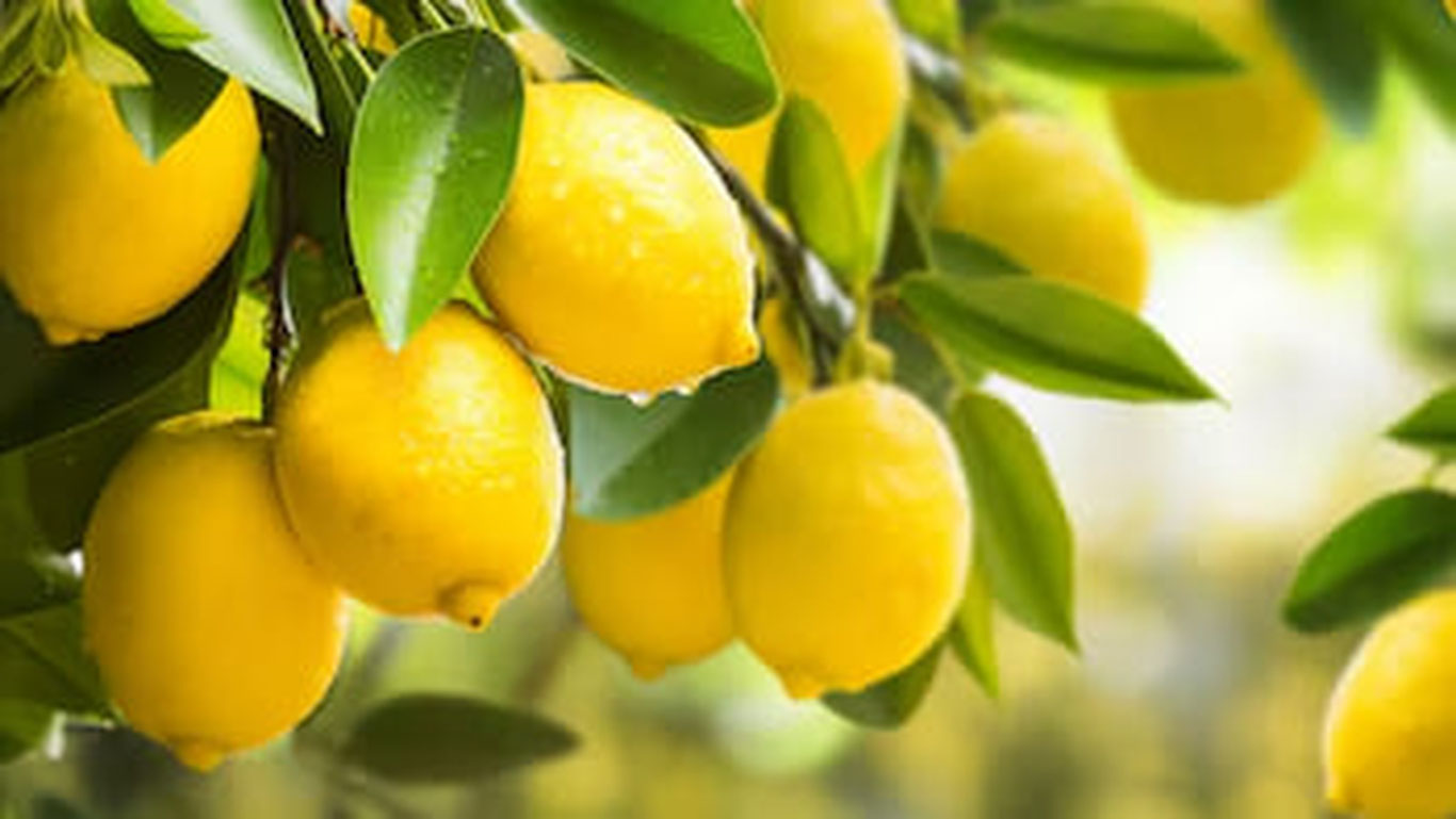 Туркия лимон экспортини вақтинча тўхтатишга қарор қилди