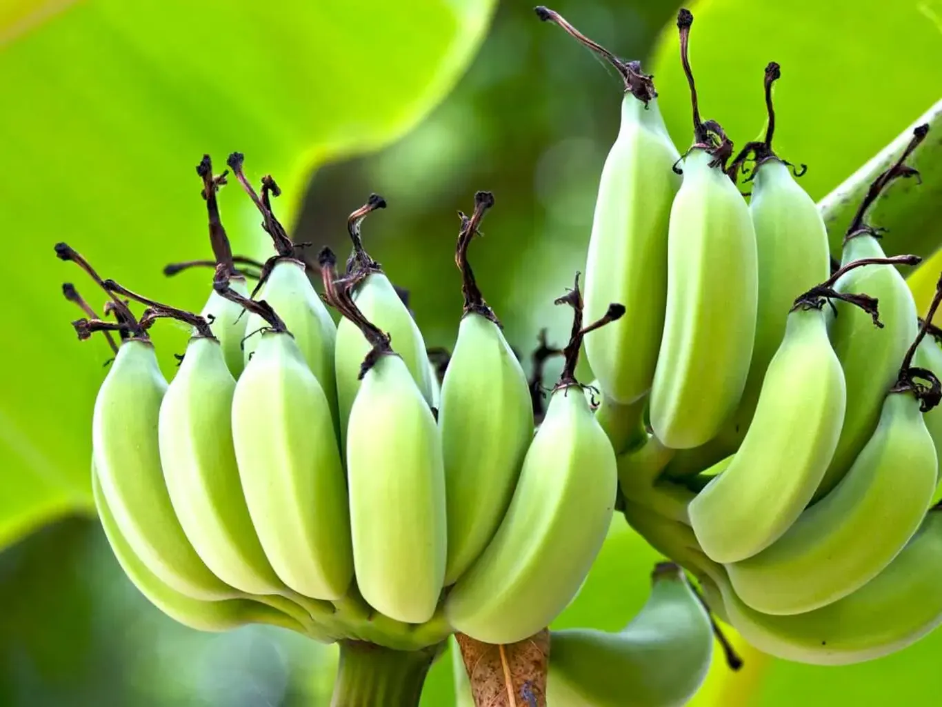 Яшил бананнинг кутилмаган фойдалари аниқланди