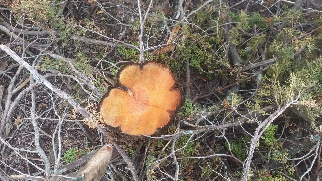 Бойсунда 53 туп Зарафшон арчалари кесиб ташланди