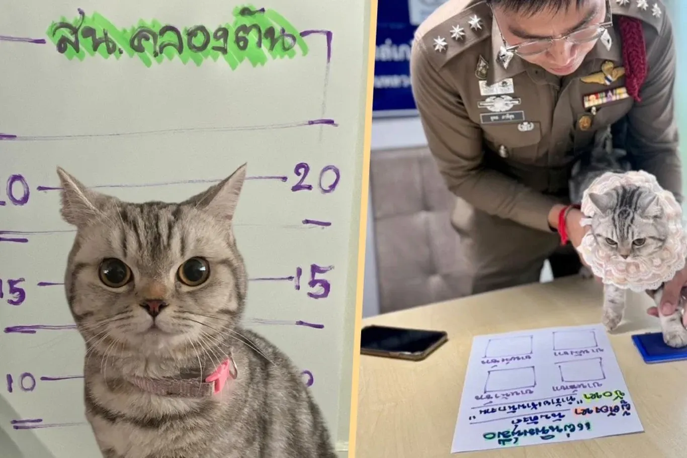 Таиландда мушук ҳибсга олинди