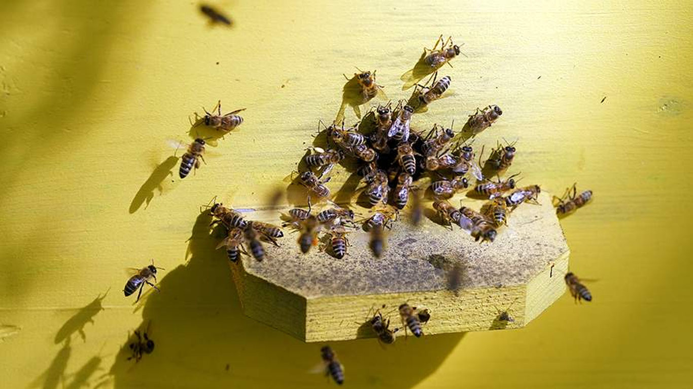 АҚШда 250 миллион асалари учиб кетди