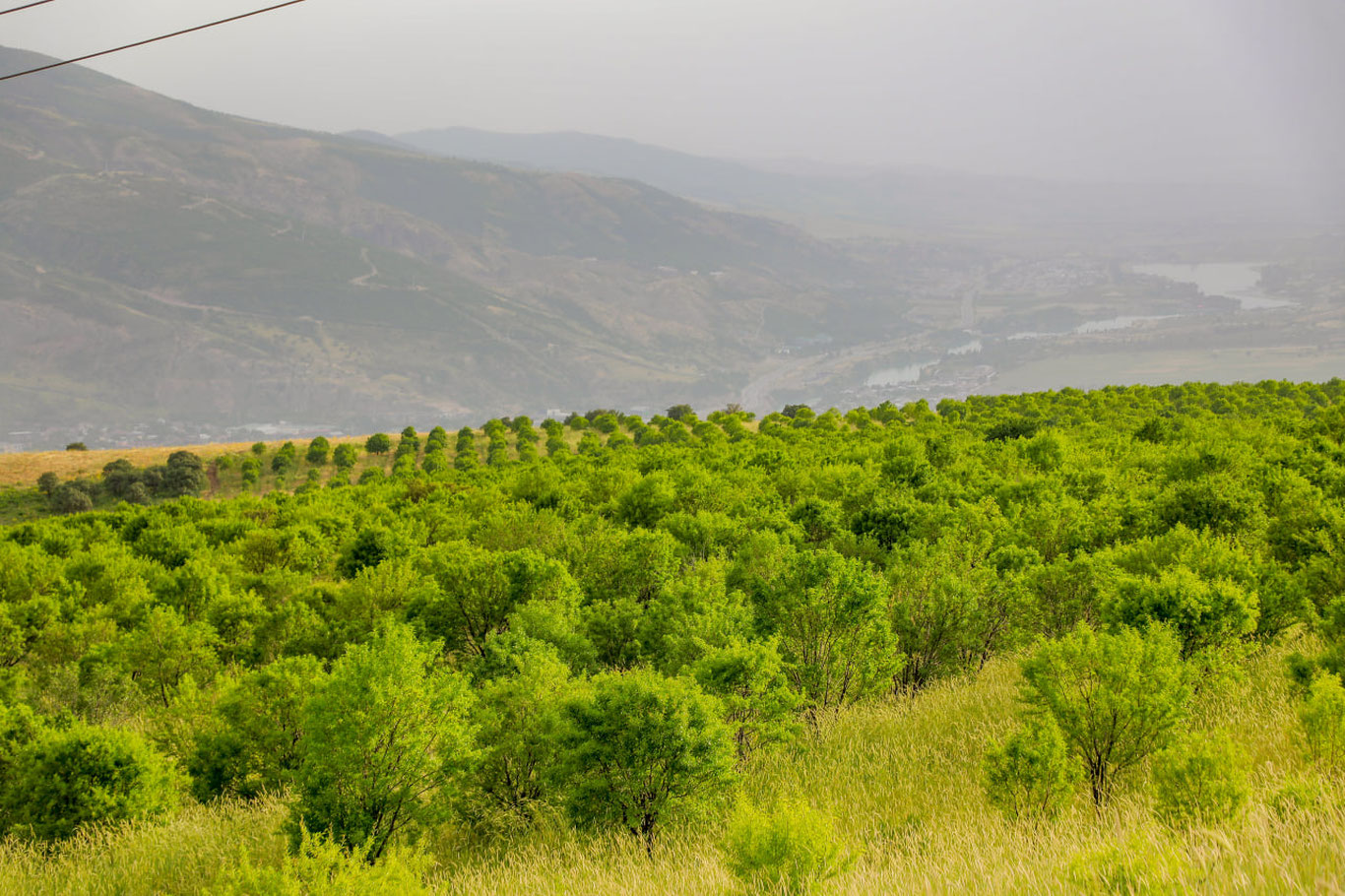 Ўзбекистонда Ўрмон агентлиги ташкил этилди