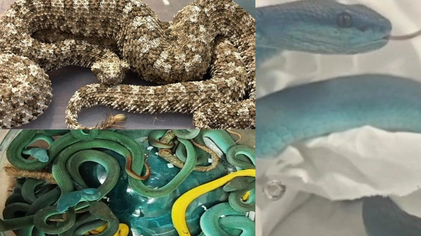 Ҳиндистон аэропортида чамадондан 47 та заҳарли илон чиқди