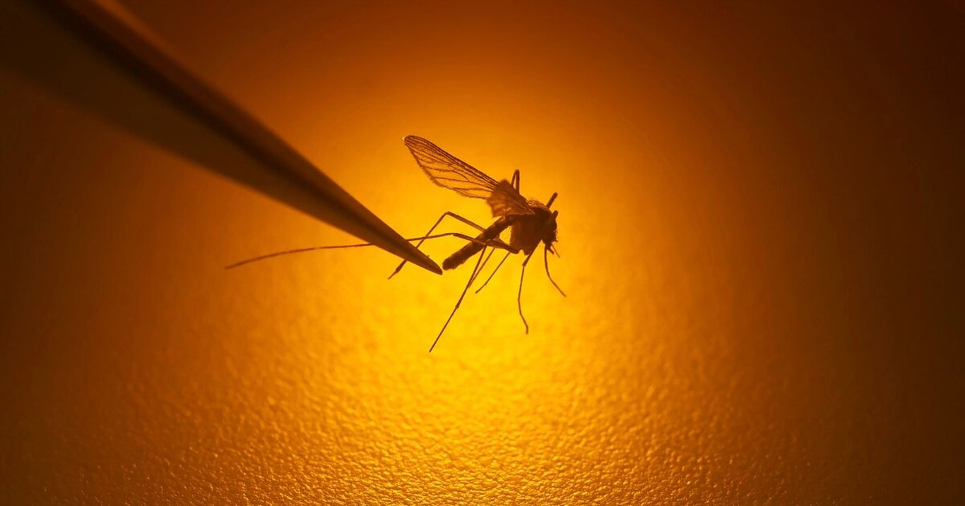 Арманистонда чивин орқали юқадиган вирус қайд этилди