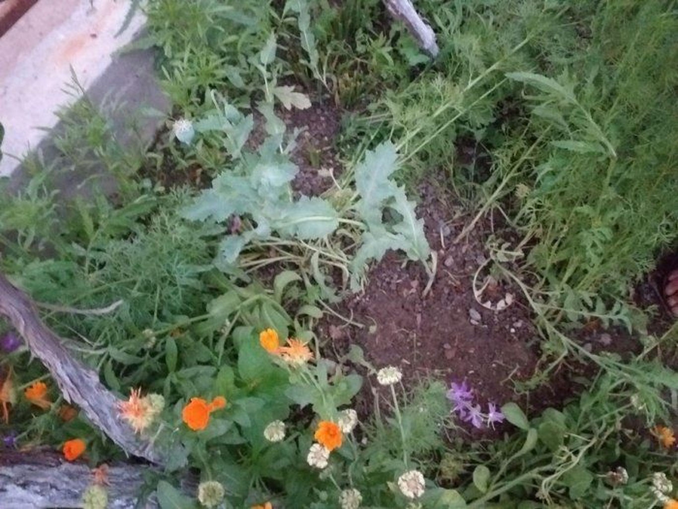 Navoiyda tomorqasida giyohvandlik o‘simliklarini yetishtirgan shaxslar ushlandi