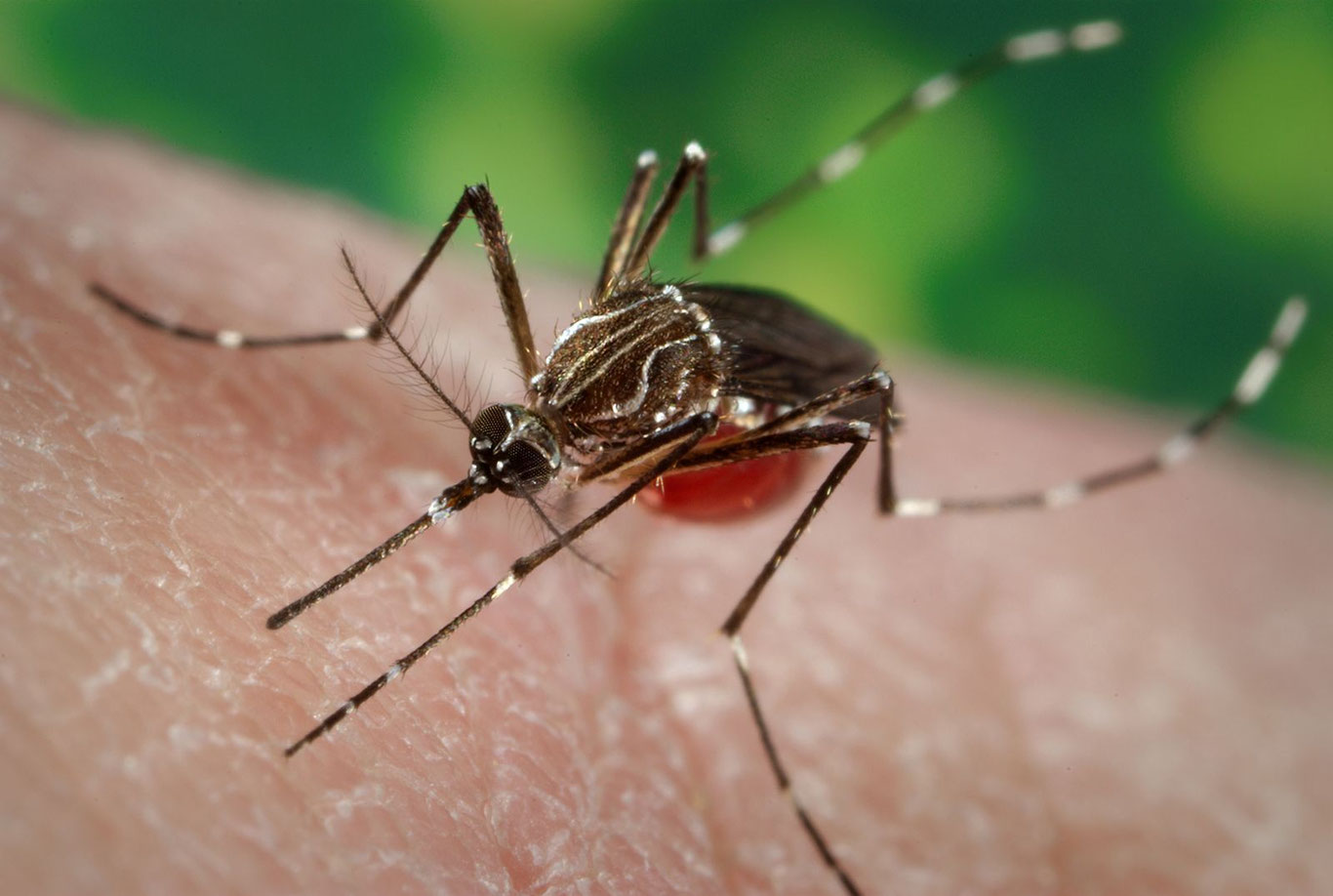 JSST: Chikungunya virusi 119 mamlakatda tarqaldi, milliardlab odam xavf ostida