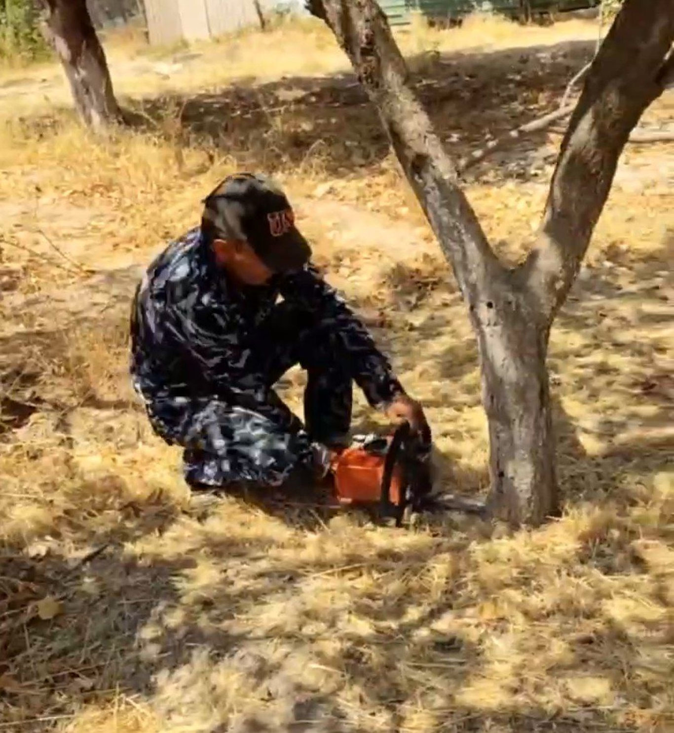 Қибрайда 30 йиллик дарахтлар кесилди: аҳоли норозилик билдирмоқда