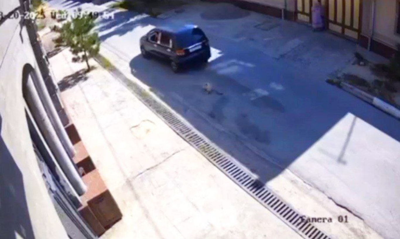 Toshkent viloyatida “Matiz” haydovchisi itni bosib ketdi