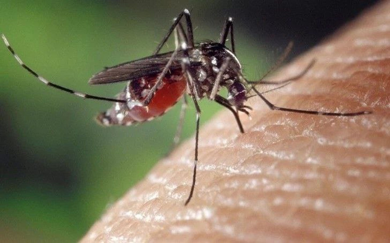 Rossiyada ilk bor chikungunya virusi qayd etildi