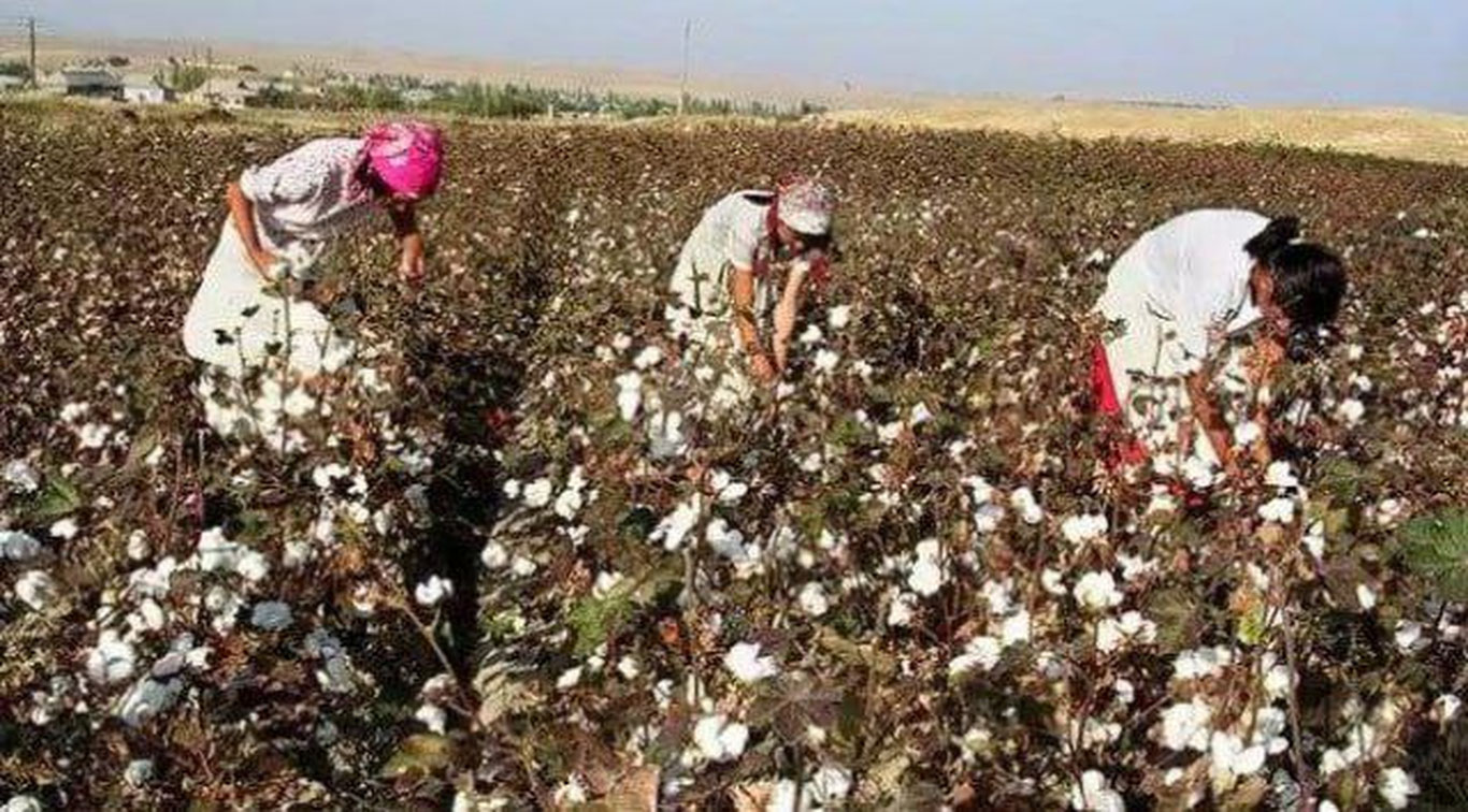 Сурхондарёда аёллар мажбурий теримга чиқарилгани тасдиқланди