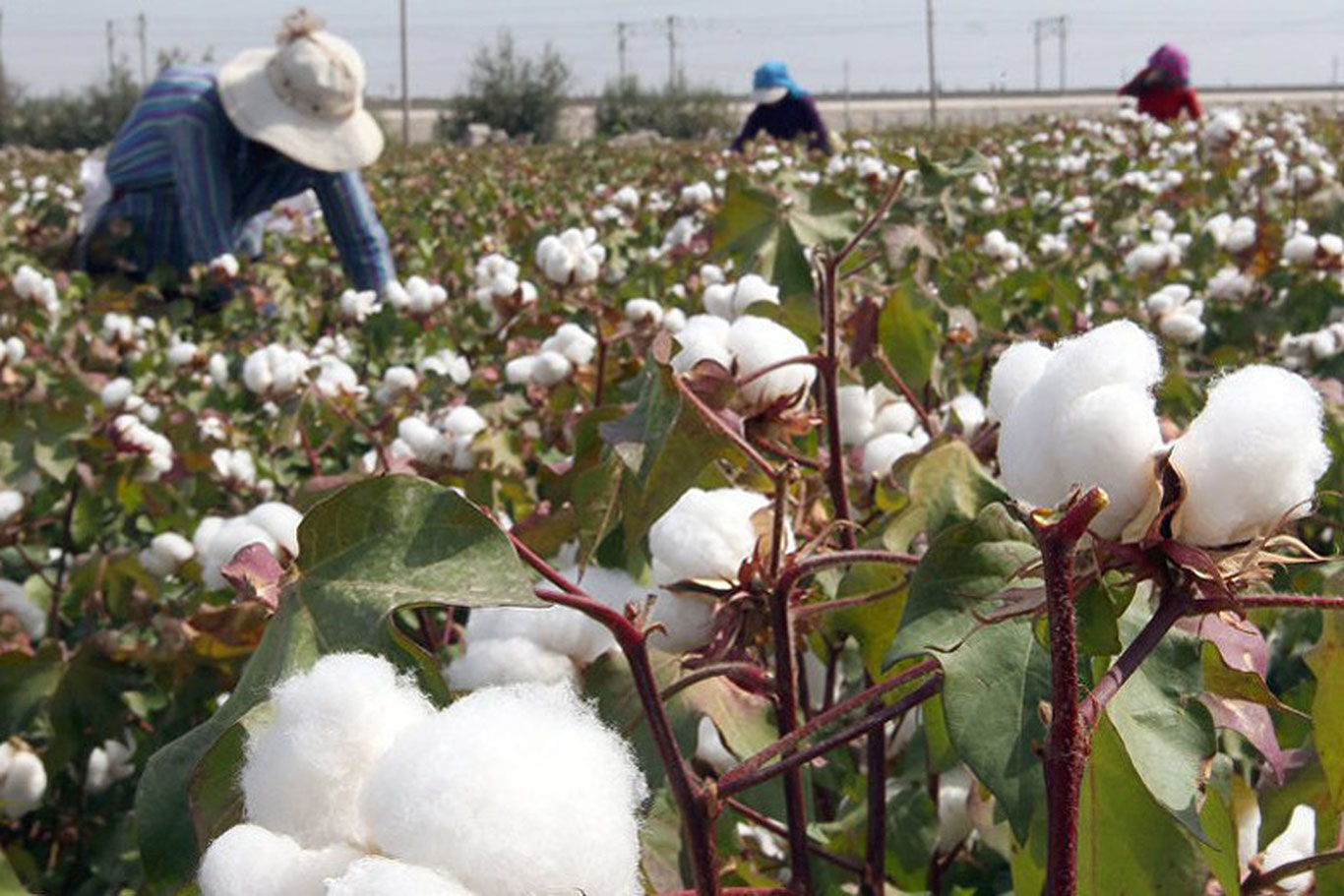 Ўзбекистонда пахта ҳосили бўйича йиллик режа 100 фоизга бажарилди