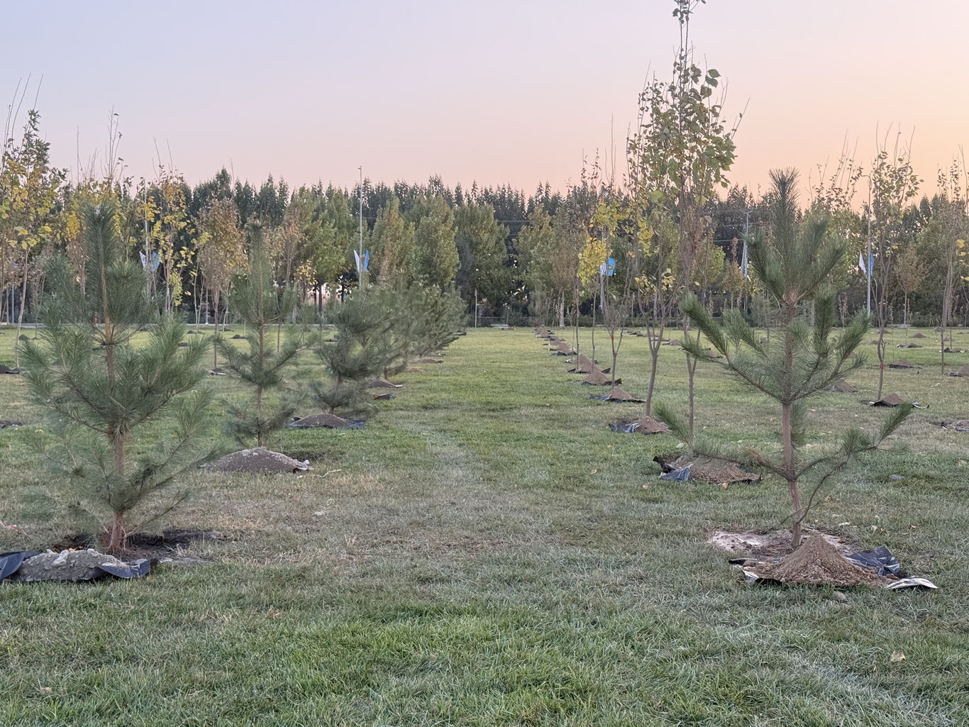 ЮНЕСКО 80 йиллигига бағишлаб: Самарқандда Амир Темур давридагидек боғлар барпо этилмоқда