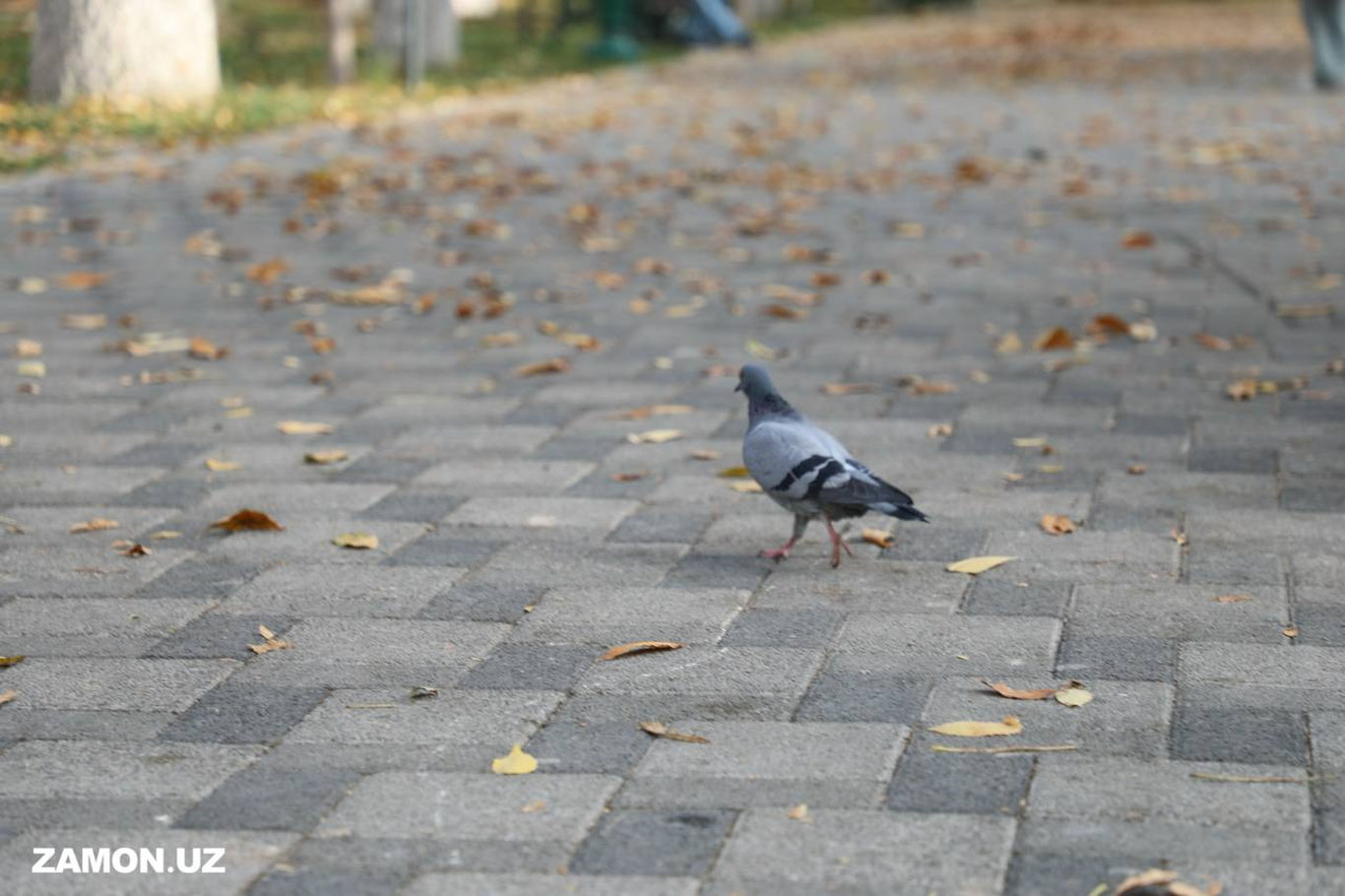 Бугундан Ўзбекистонга совуқ ва нам ҳаво кириб келади