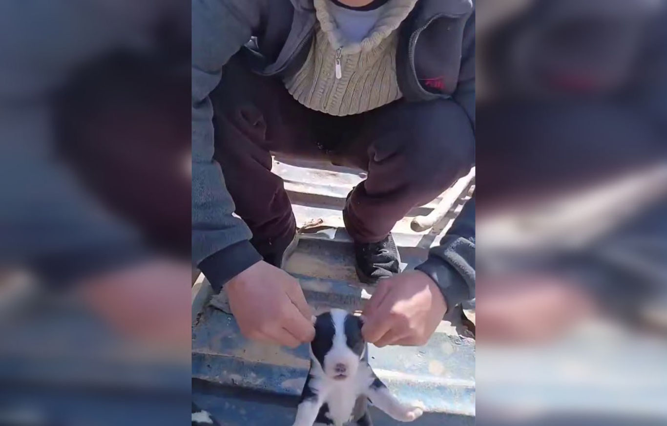 Сурхондарёда кучукларнинг қулоғини узиб ташлаган йигит қамалди