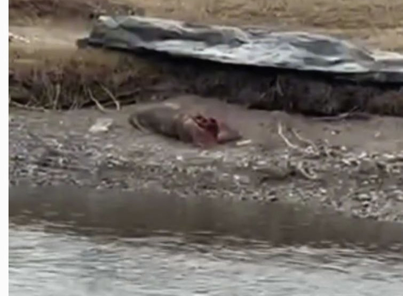 Бекободда ИИБ ходими уриб юборган эркакнинг жасади 80 кундан сўнг топилди