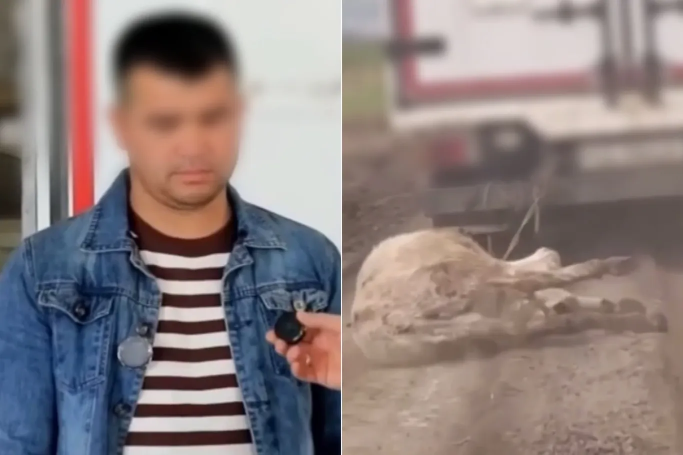 Жиззахда ҳайдовчи эшакни машинада судради