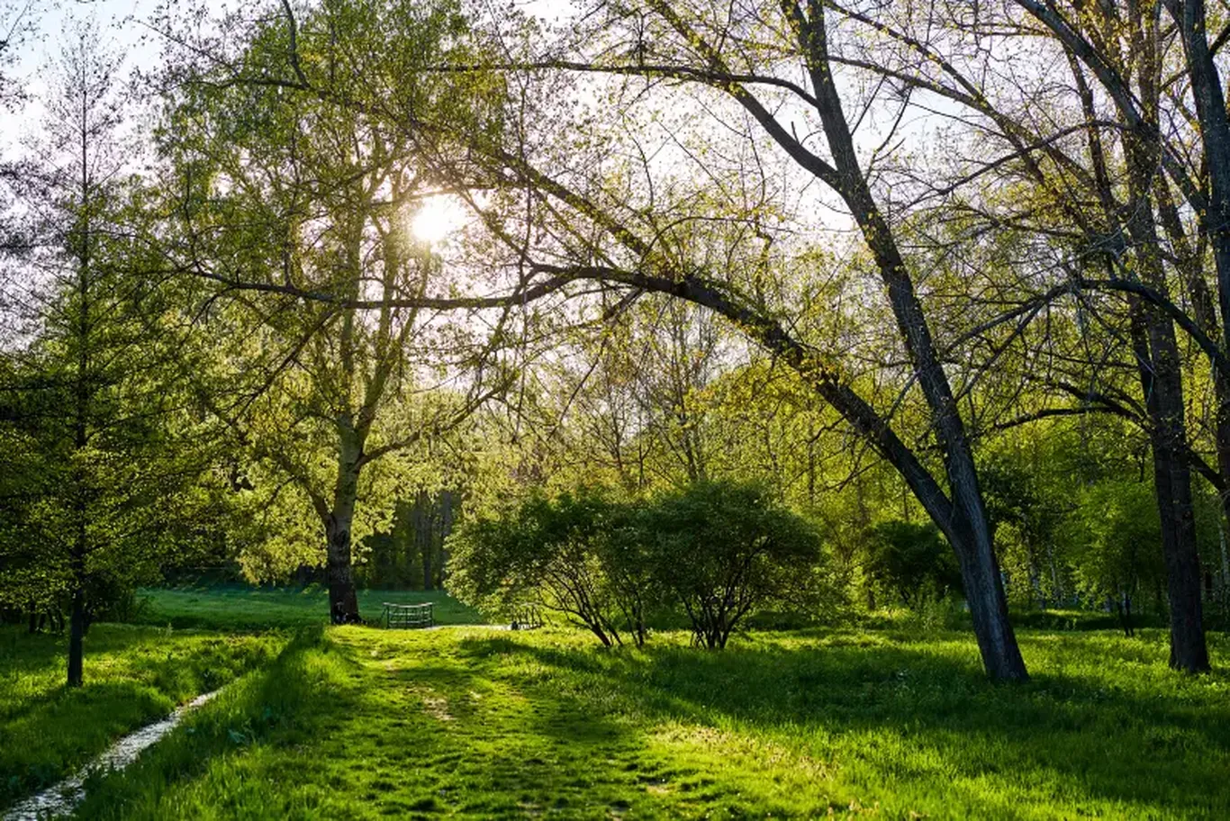 A National Dendrology Park will be established in Tashkent.