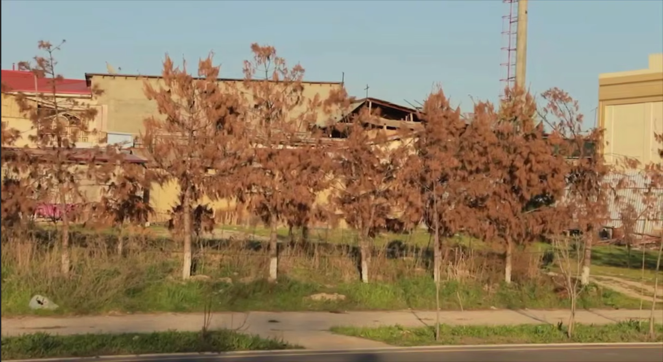 Тошкентда 100 дан ортиқ дарахт ноқонуний кўчириб ўтказилгани аниқланди