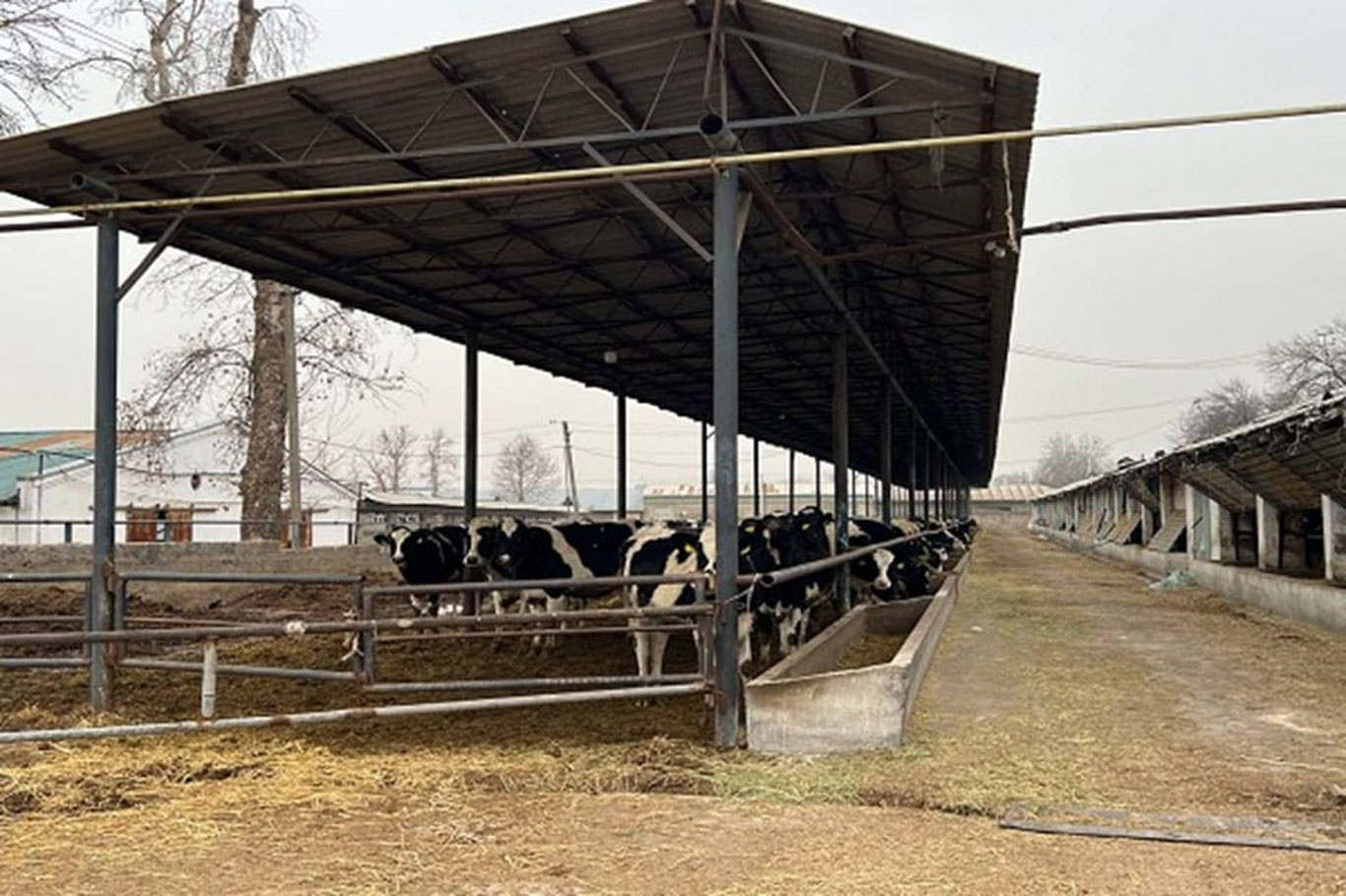 Тошкент туманида банкдан қарздор МЧЖнинг фермаси хатланди