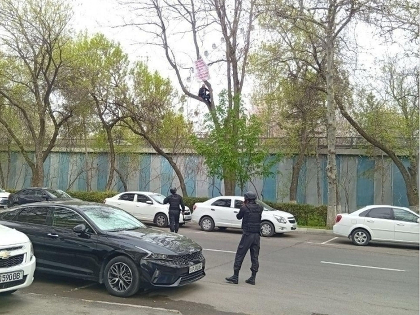 Toshkentda sud qaroridan norozi erkak daraxtga chiqib oldi