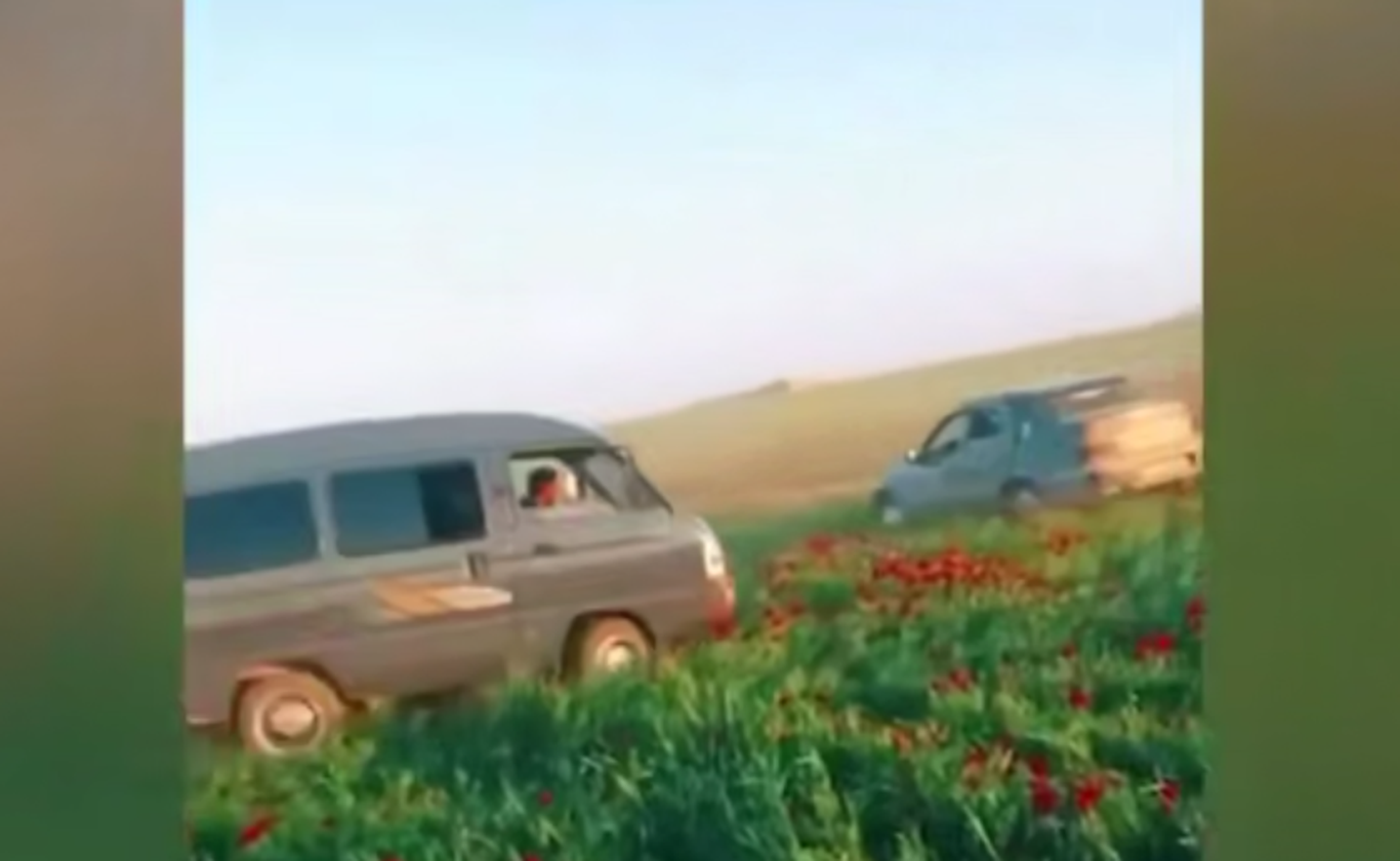 Қашқадарёда лолазорни пайҳон қилган ҳайдовчилар жаримага тортилди