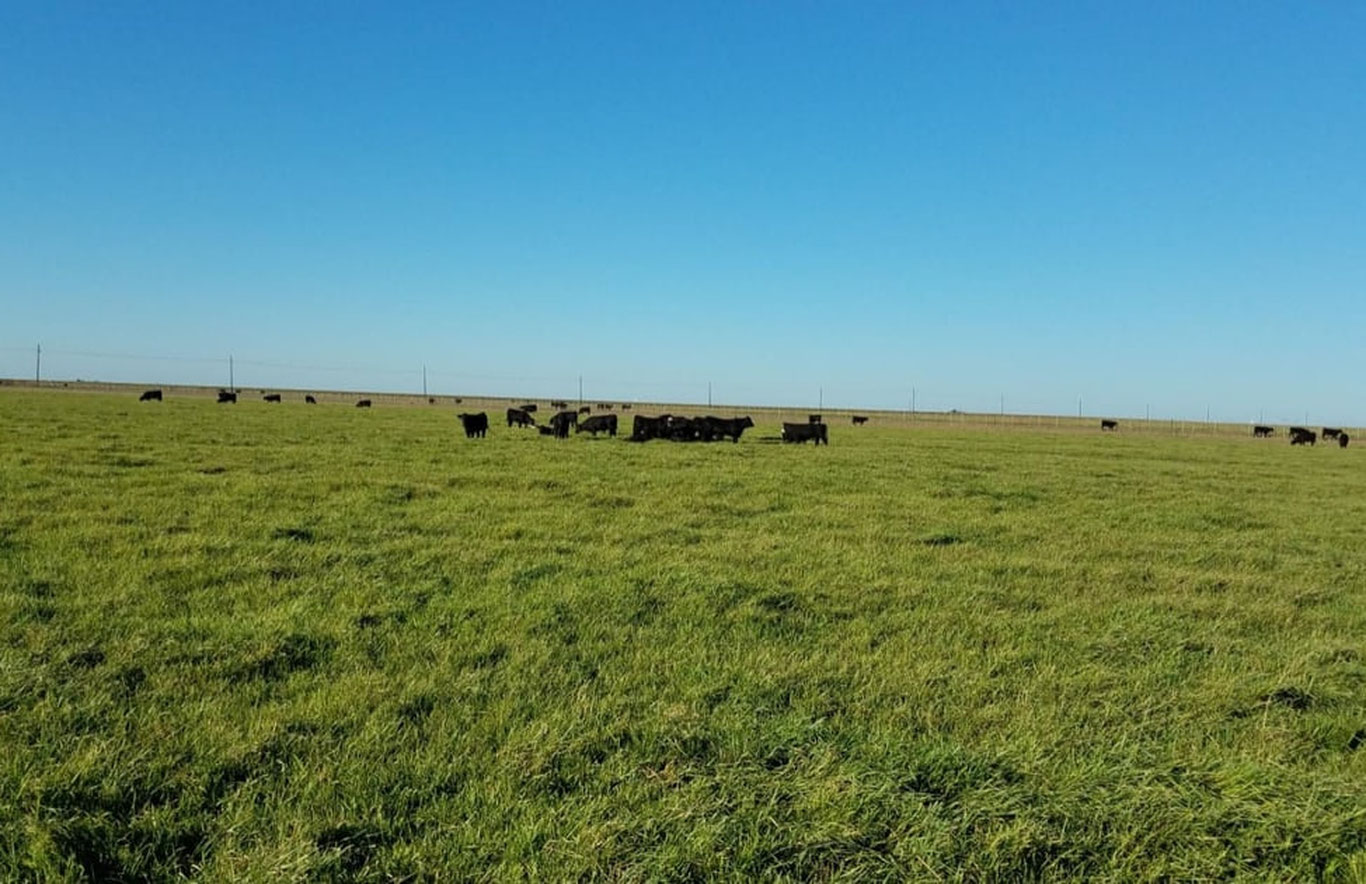 Саноатлашган плантация ва чорвачилик лойиҳалари учун 500 гектаргача ер майдонлари аукционга чиқарилади