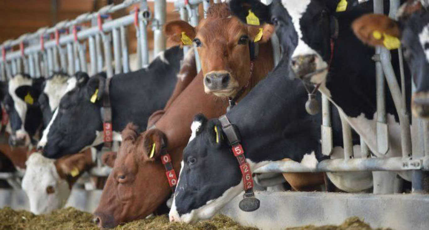 Subsidies for pedigree calves will be introduced in Uzbekistan.
