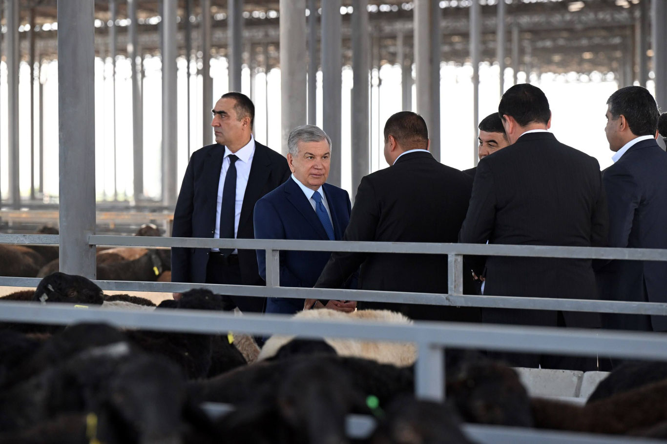 Наманганда гўшт етиштириш ҳажми оширилади