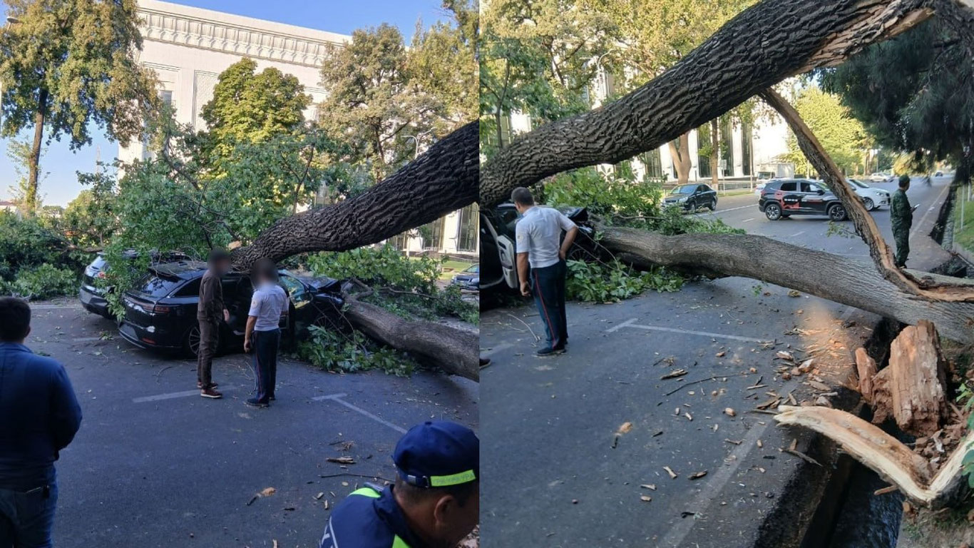 На два движущихся автомобиля упало дерево.