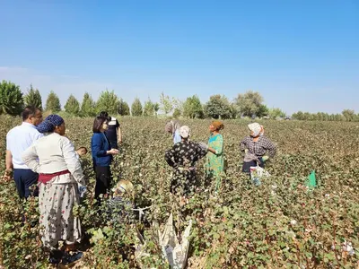 Paxta terimida 132 ta qonunbuzilish aniqlandi: 8,8 mlrd so‘mdan ortiq pul undirildi